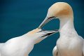 2 - gannets preening - GREEN Carolyn - new zealand